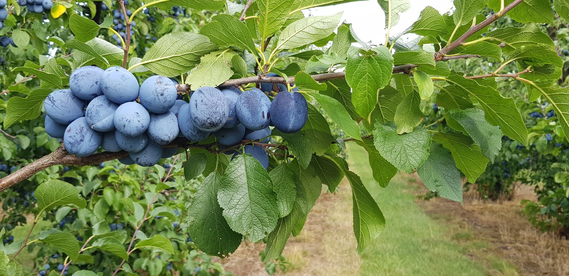 Pflaumen aus eigenem Anbau